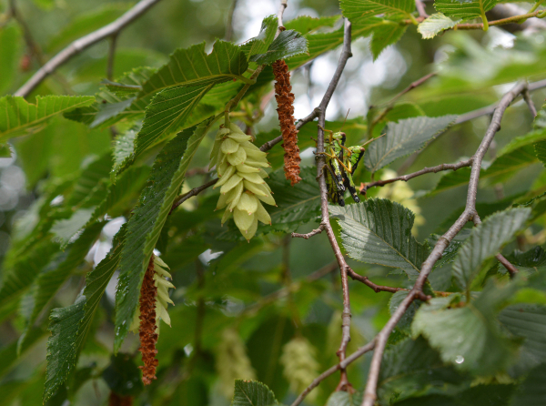 Hopfenbuche (Ostrya carpinifolia)